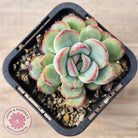 Echeveria haru urara Monstrose