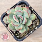 Echeveria haru urara Monstrose