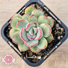 Echeveria haru urara Monstrose