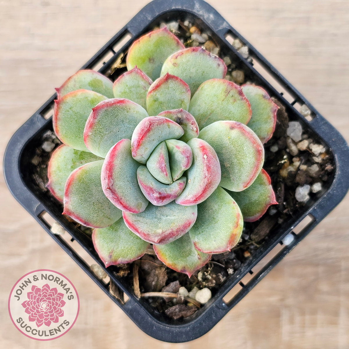 Echeveria haru urara Monstrose