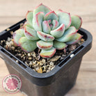 Echeveria haru urara Monstrose