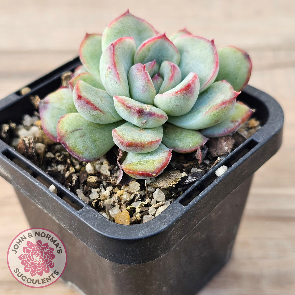 Echeveria haru urara Monstrose