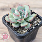 Echeveria haru urara Monstrose