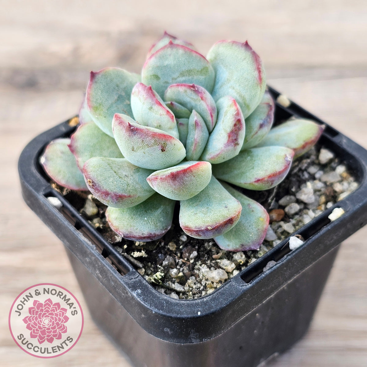 Echeveria haru urara Monstrose