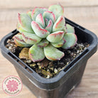 Echeveria haru urara Monstrose