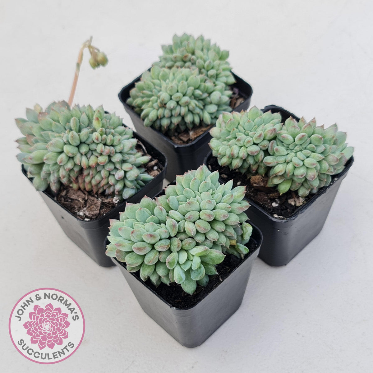 Echeveria 'Ice Princess' crest