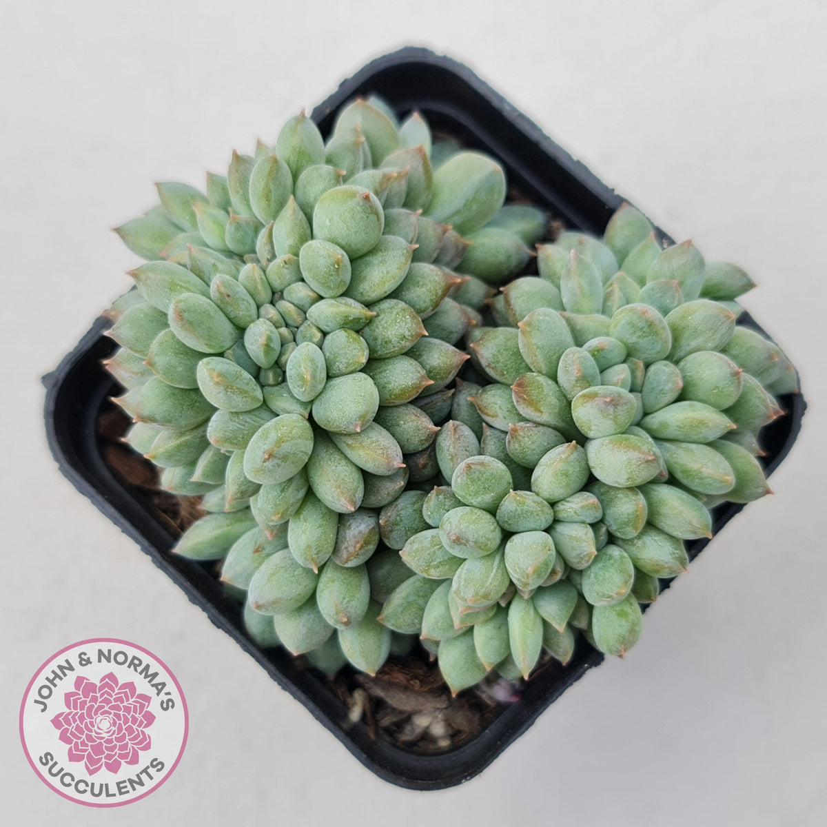 Echeveria 'Ice Princess' crest