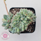 Echeveria 'Ice Princess' crest