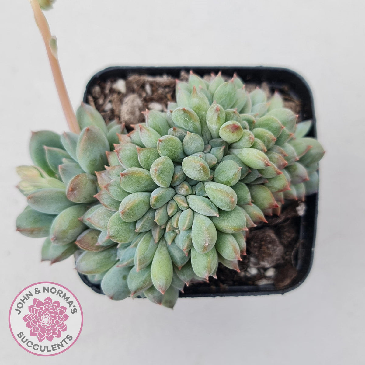 Echeveria 'Ice Princess' crest