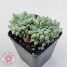 Echeveria 'Ice Princess' crest
