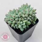Echeveria 'Ice Princess' crest