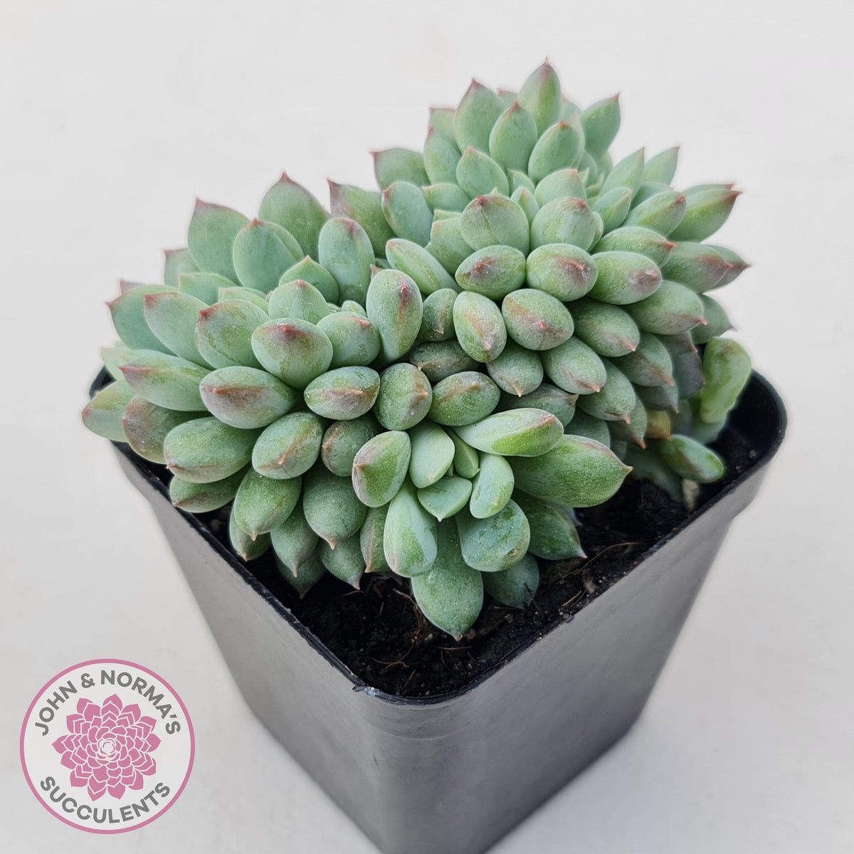 Echeveria 'Ice Princess' crest