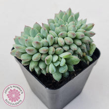 Load image into Gallery viewer, Echeveria &#39;Ice Princess&#39; crest - John &amp; Norma&#39;s Succulents Australia
