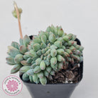 Echeveria 'Ice Princess' crest