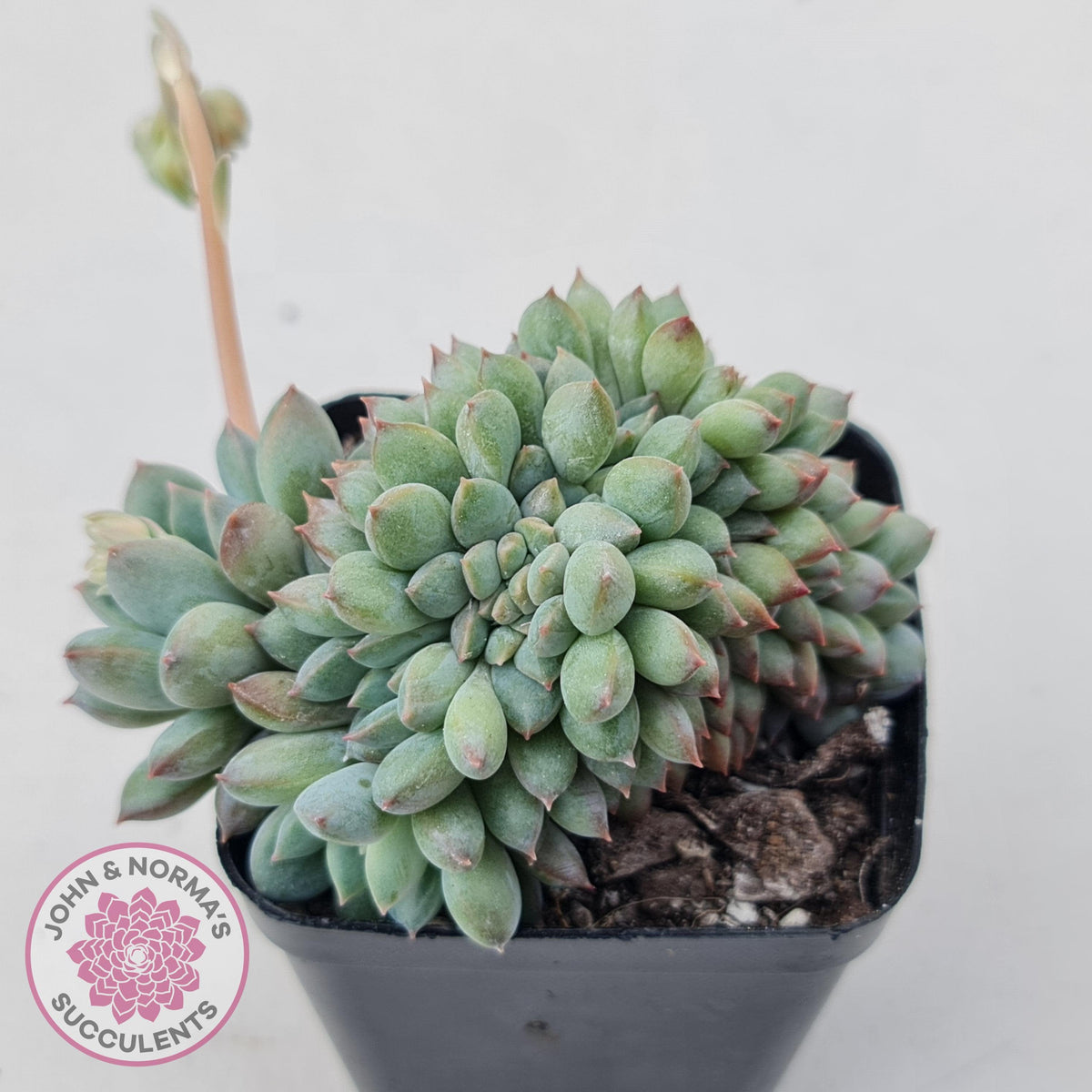 Echeveria 'Ice Princess' crest