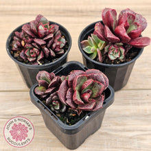 Load image into Gallery viewer, Echeveria longissima Monstrose (multi)
