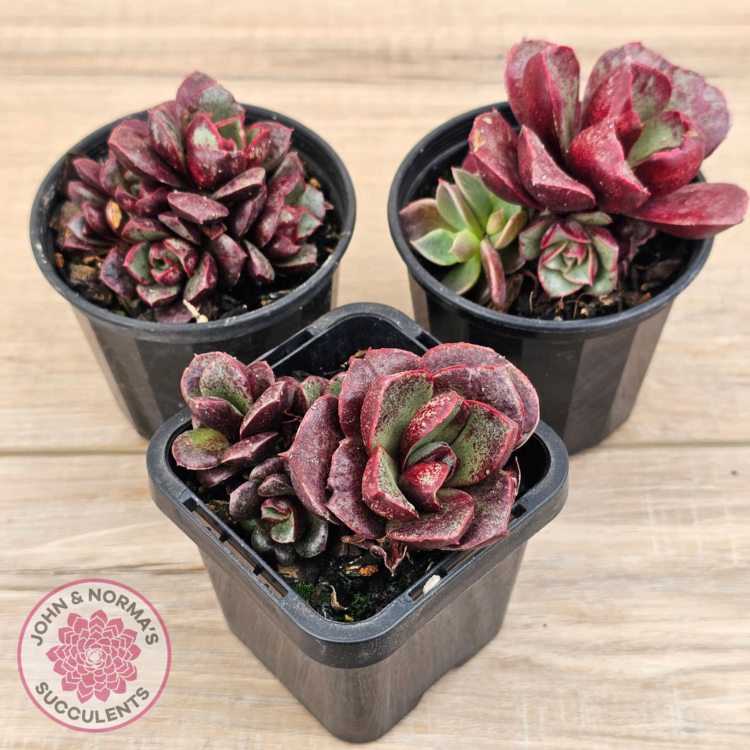 Echeveria longissima Monstrose (multi)