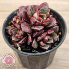 Echeveria longissima Monstrose (multi)