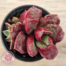 Load image into Gallery viewer, Echeveria longissima Monstrose (multi)
