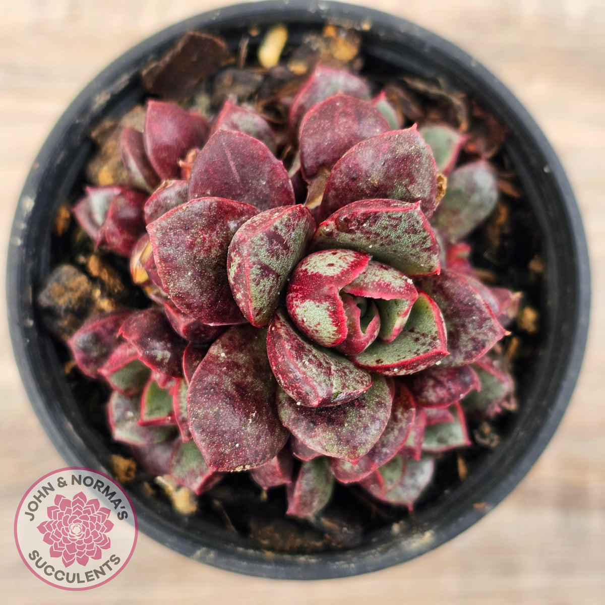 Echeveria longissima Monstrose (multi)