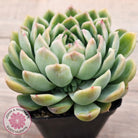 Echeveria longissima x elegans (w pups)