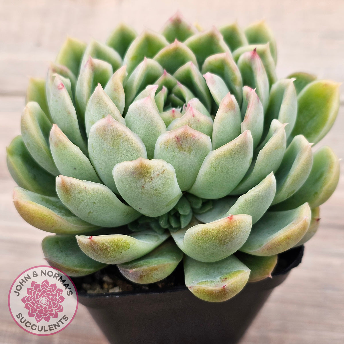 Echeveria longissima x elegans (w pups)