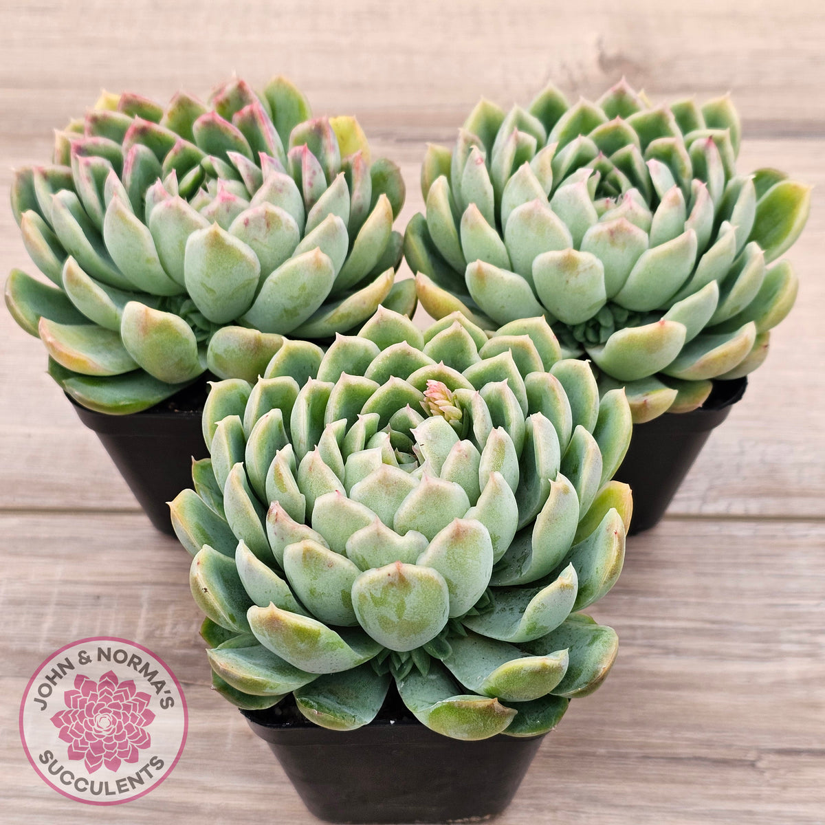 Echeveria longissima x elegans (w pups)