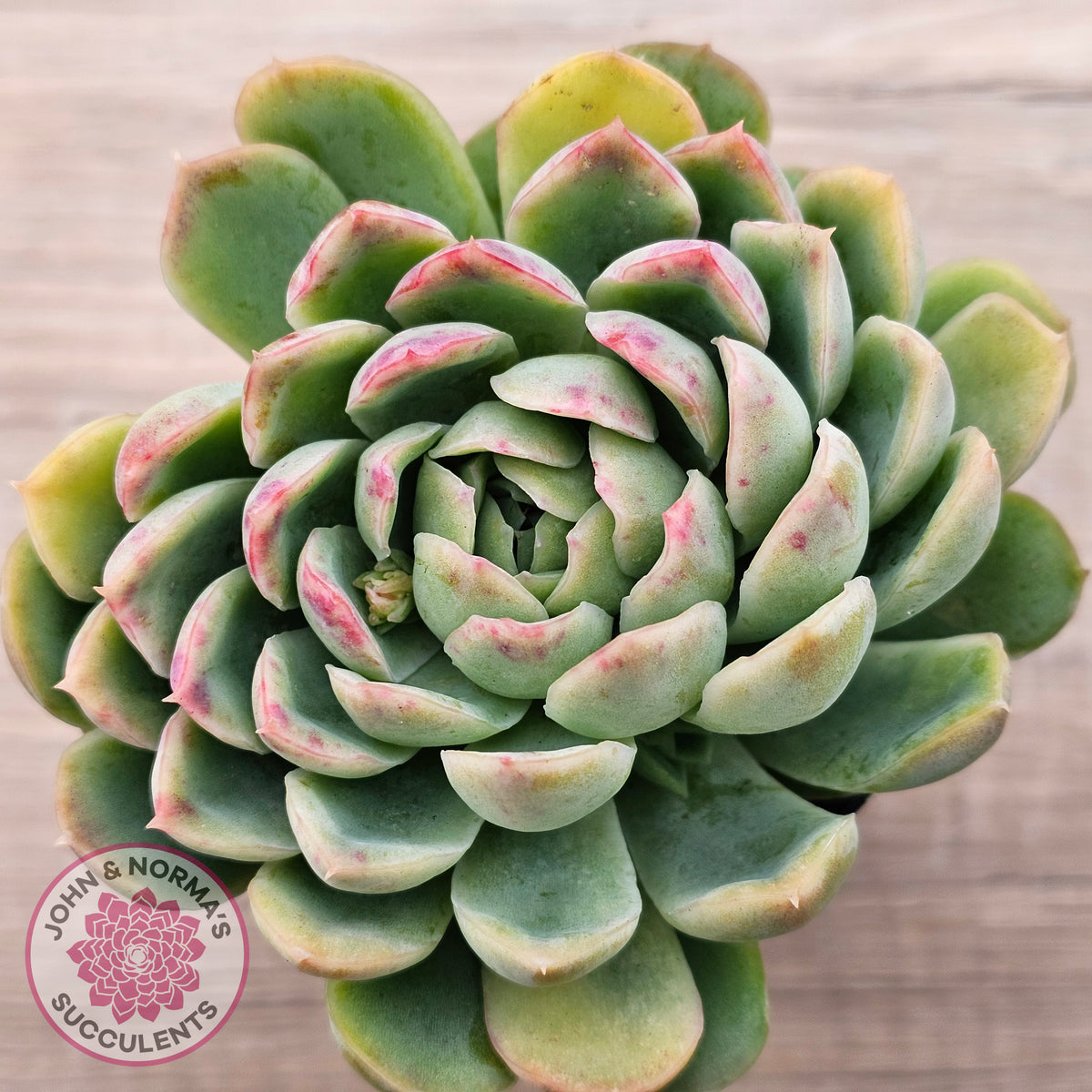 Echeveria longissima x elegans (w pups)