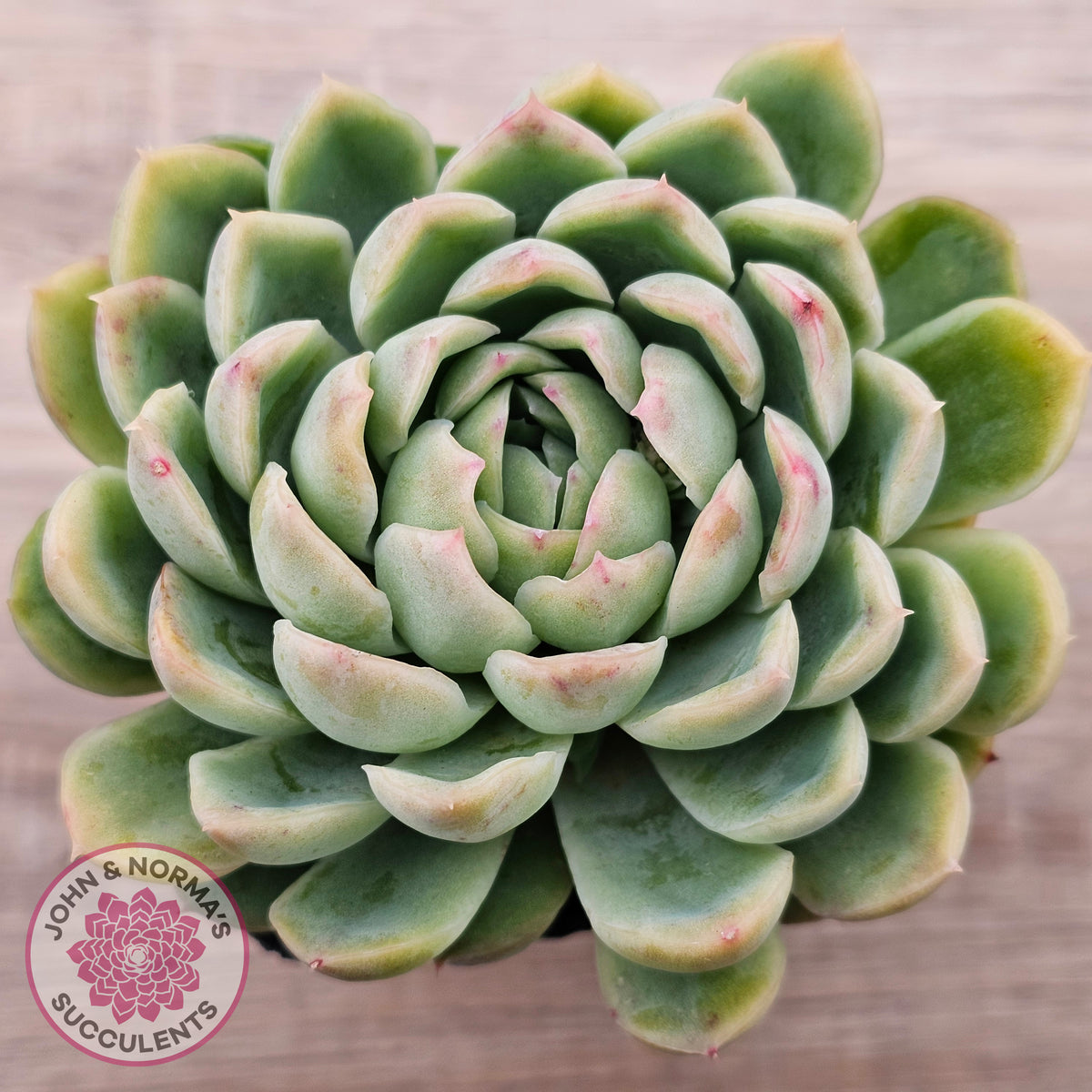 Echeveria longissima x elegans (w pups)