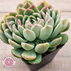 Echeveria longissima x elegans (w pups)