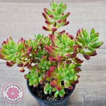 Load image into Gallery viewer, Echeveria macdougallii
