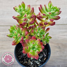 Load image into Gallery viewer, Echeveria macdougallii
