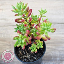 Load image into Gallery viewer, Echeveria macdougallii
