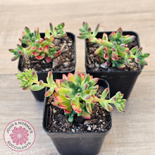 Load image into Gallery viewer, Echeveria macdougallii
