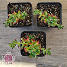 Load image into Gallery viewer, Echeveria macdougallii
