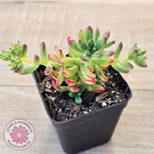 Load image into Gallery viewer, Echeveria macdougallii
