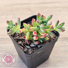Load image into Gallery viewer, Echeveria macdougallii
