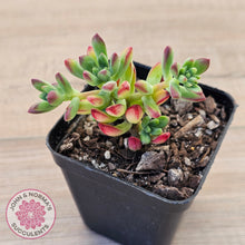 Load image into Gallery viewer, Echeveria macdougallii
