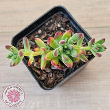 Load image into Gallery viewer, Echeveria macdougallii

