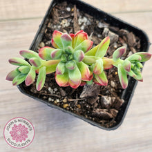 Load image into Gallery viewer, Echeveria macdougallii
