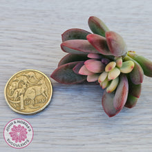 Load image into Gallery viewer, Echeveria manaudes variegated - cutting
