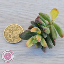 Load image into Gallery viewer, Echeveria manaudes variegated - cutting
