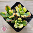 Echeveria manaudes variegated