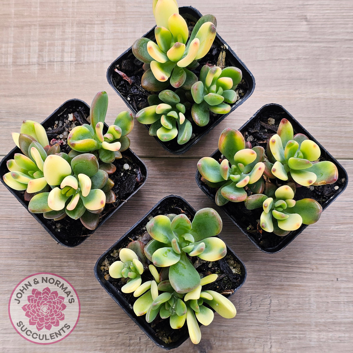 Echeveria manaudes variegated