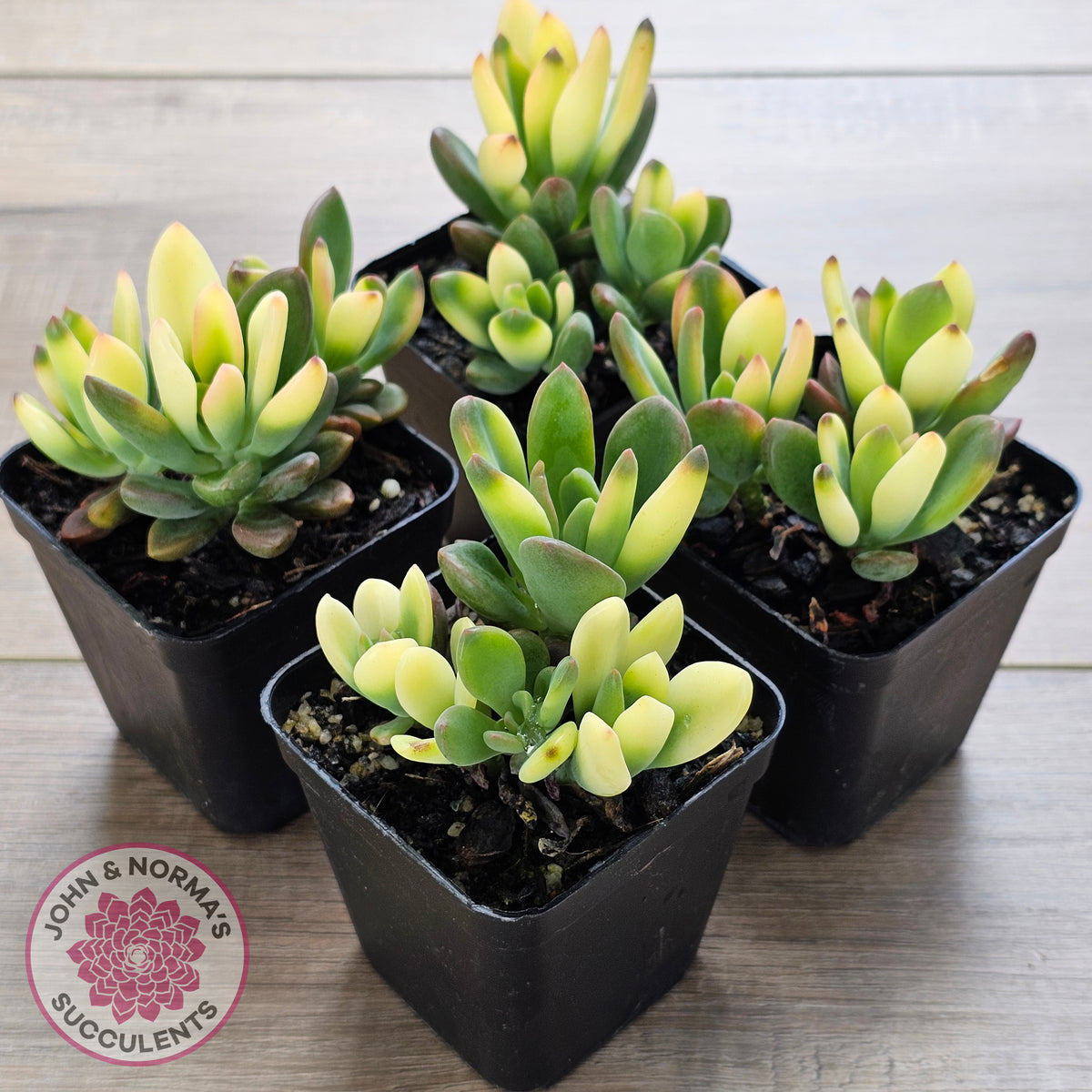 Echeveria manaudes variegated