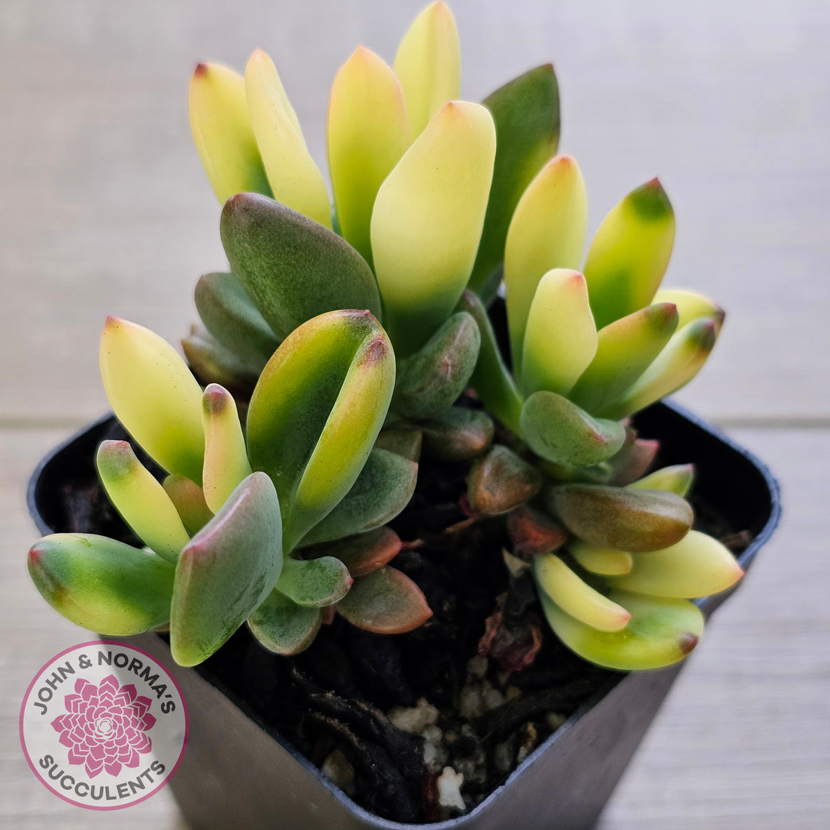 Echeveria manaudes variegated