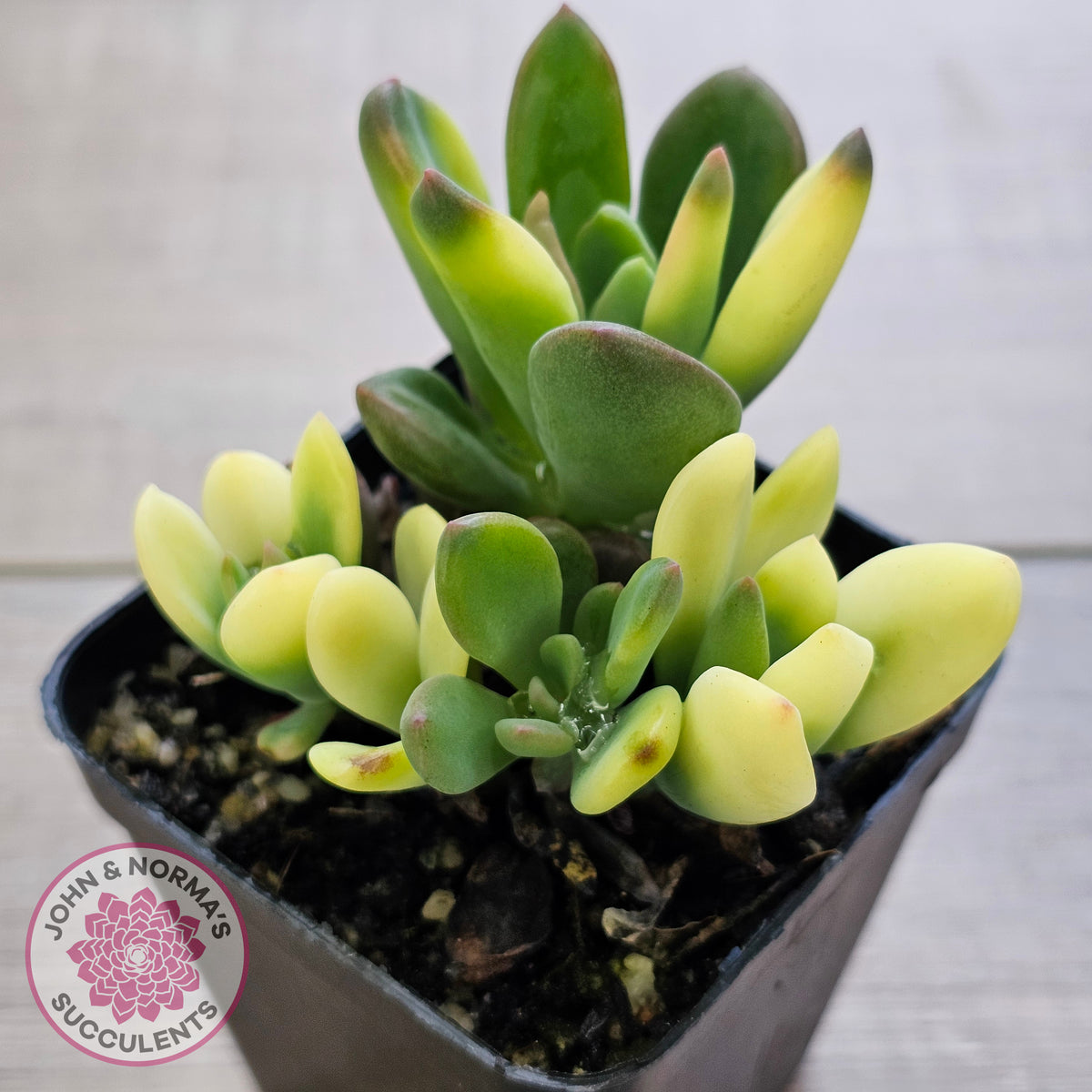 Echeveria manaudes variegated