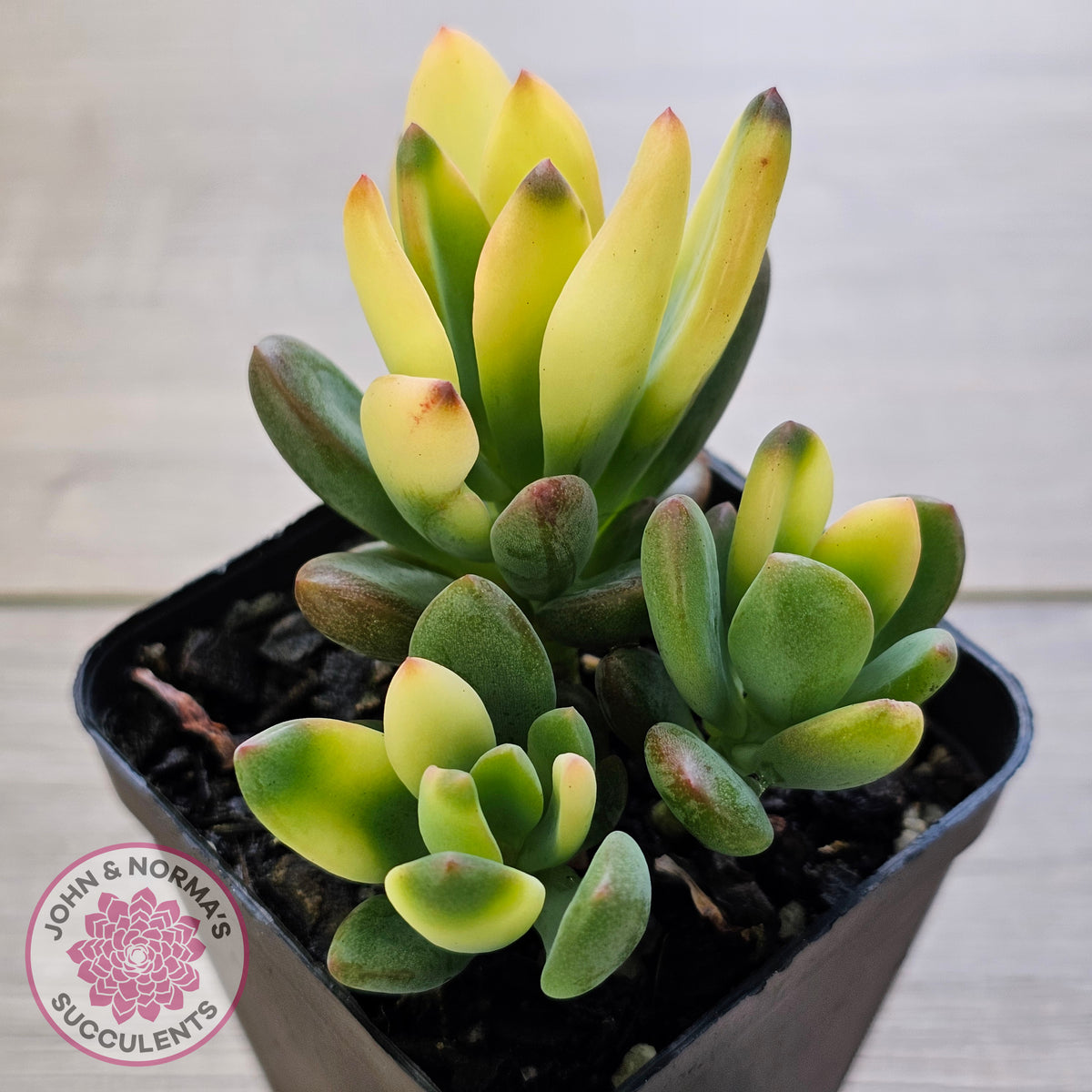 Echeveria manaudes variegated
