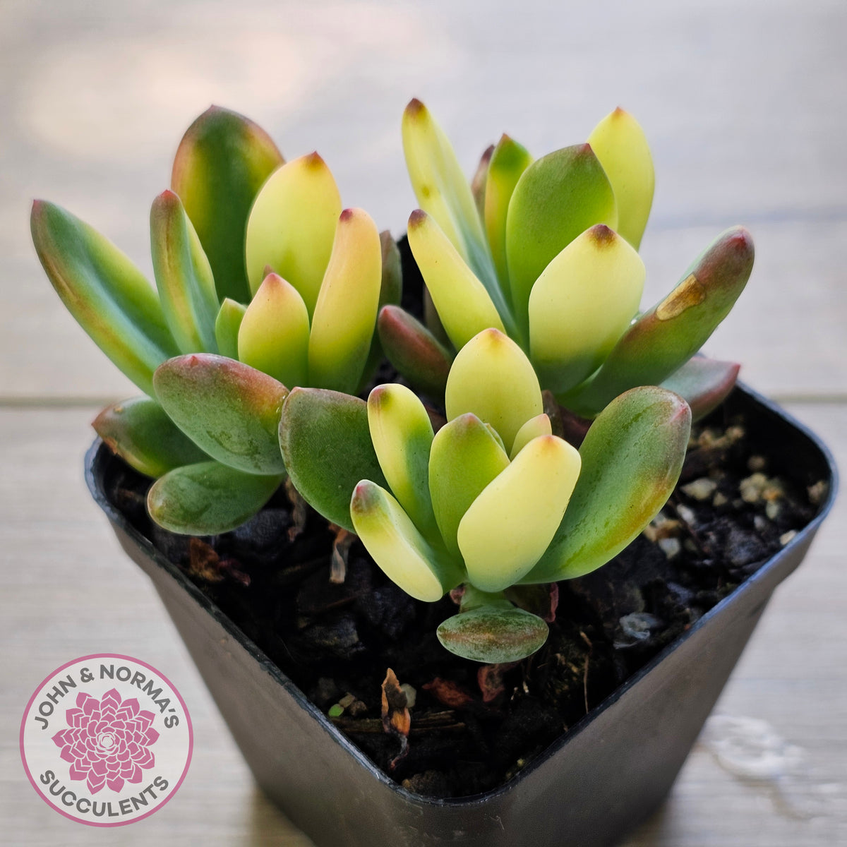 Echeveria manaudes variegated