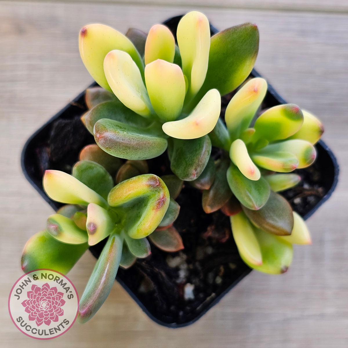 Echeveria manaudes variegated